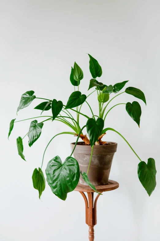 a potted plant sitting on top of a wooden stand, inspired by Carpoforo Tencalla, lush foliage, front side full, big leaf bra, bittersweet