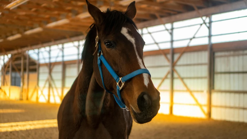 a brown horse with a blue bridle standing in a barn, unsplash, 3/4 front view, rectangle, indoor picture, portrait n - 9