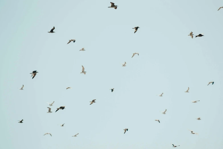 a flock of birds flying in the sky, pexels, minimalism, jen atkin, hunting, various sizes, 2022 photograph