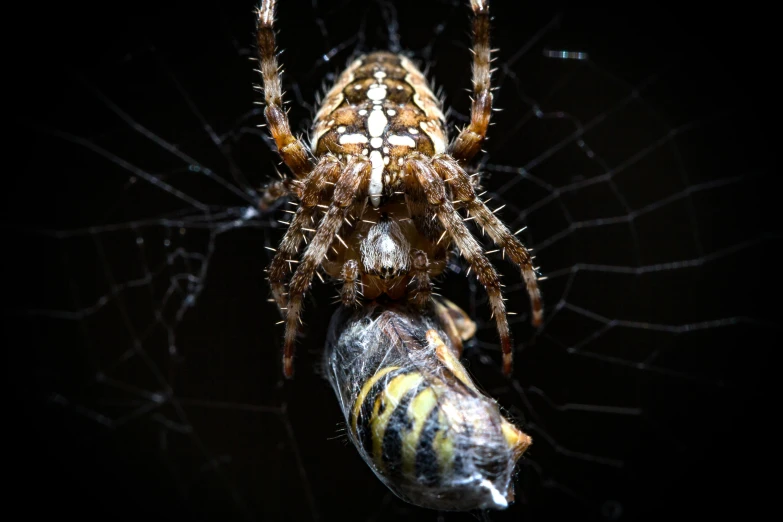 a close up of a spider and its coco coco coco coco coco coco coco coco coco coco coco coco coco coco coco coco coco coco coco coco, a macro photograph, by John Gibson, pexels contest winner, hurufiyya, on black background, having a snack, male and female, insectile forearms folded