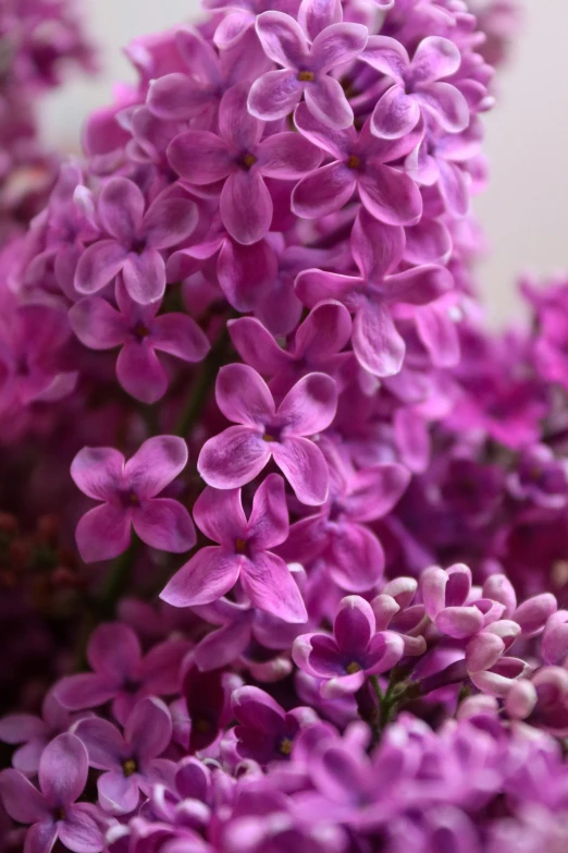 a close up of a bunch of purple lila flowers, draped in purple, lilacs, zoomed in, best selling