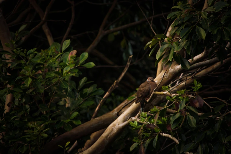 a bird sitting on top of a tree branch, unsplash, australian tonalism, in a jungle environment, a spotted dove flying, night photo, slide show