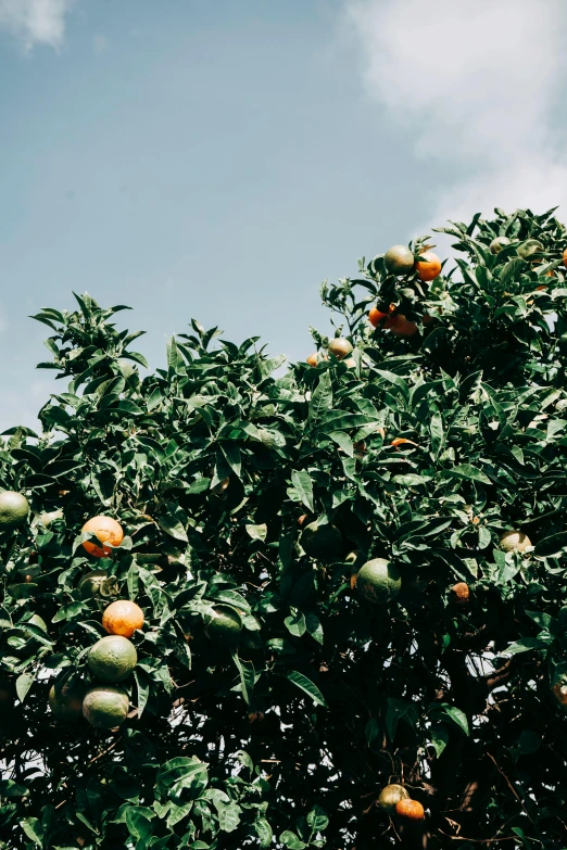 an orange tree with lots of oranges on it, sustainable materials, blue skies, lush greens, shot onfilm