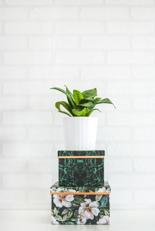 a potted plant sitting on top of three boxes, inspired by Eden Box, malachite, sleek white, with ivy, product image