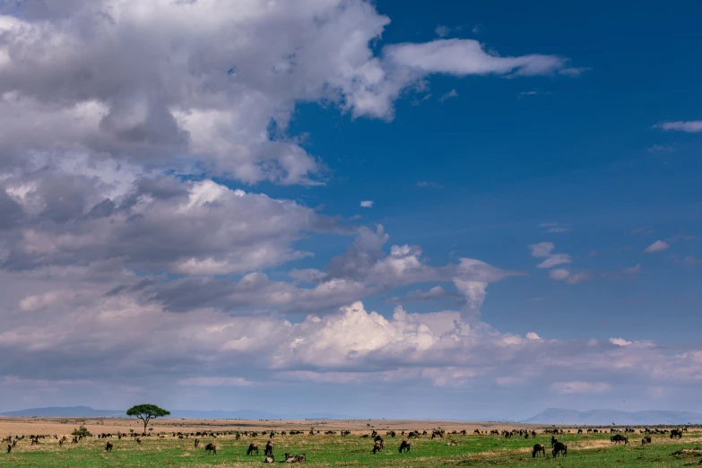 a herd of animals standing on top of a lush green field, by Peter Churcher, unsplash contest winner, sweet acacia trees, distant clouds, afar, conde nast traveler photo