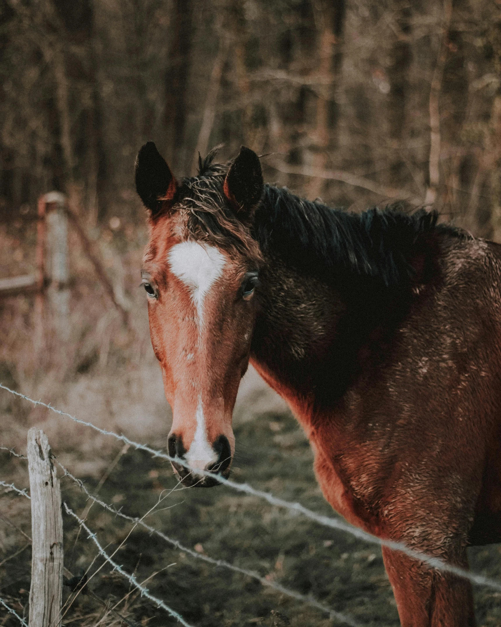 a brown horse standing next to a barbed wire fence, pexels contest winner, cute freckles, trending on vsco, gif, glossy skin