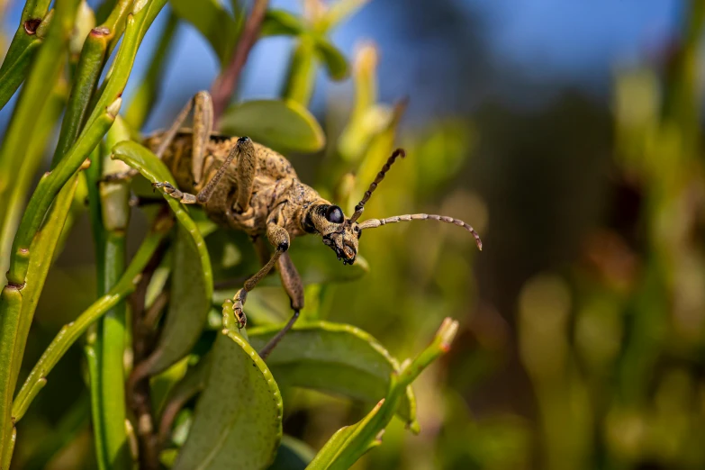 a bug sitting on top of a leaf covered tree, a macro photograph, by Peter Churcher, unsplash, figuration libre, large horned tail, in the high grass, weta digital, olive