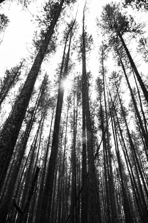 a black and white photo of a forest, inspired by Ansel Adams, unsplash, sun overhead, in avila pinewood, stanley donwood, spines