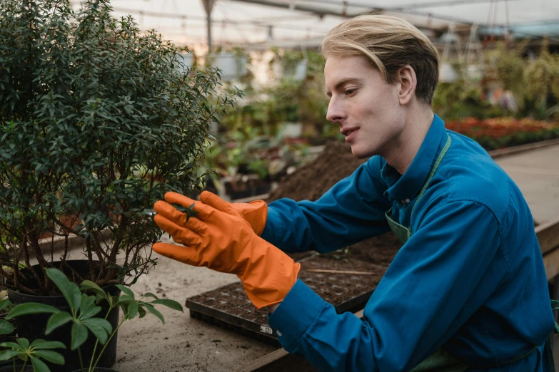 a man in a blue shirt and orange gloves working in a greenhouse, pexels contest winner, shrubs, avatar image, plating, alex heywood