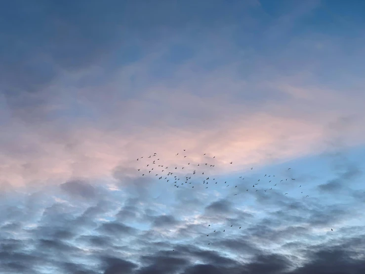 a flock of birds flying through a cloudy sky, by James Morris, pexels contest winner, minimalism, light pink clouds, good night, # nofilter, blue sky
