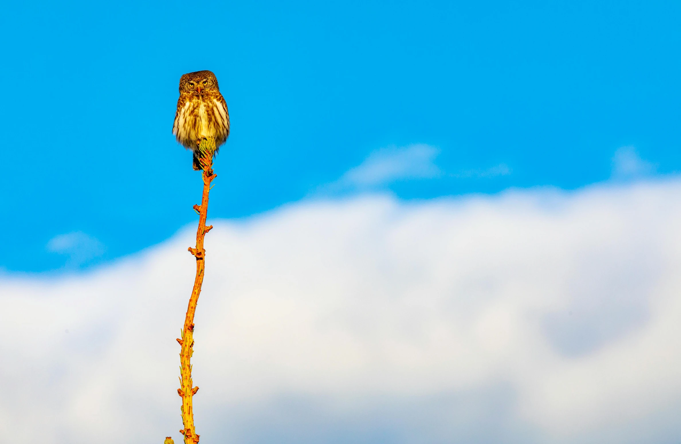 a bird sitting on top of a tree branch, by Matthias Weischer, unsplash, minimalism, very very small owl, bright sky, sittin, tall thin