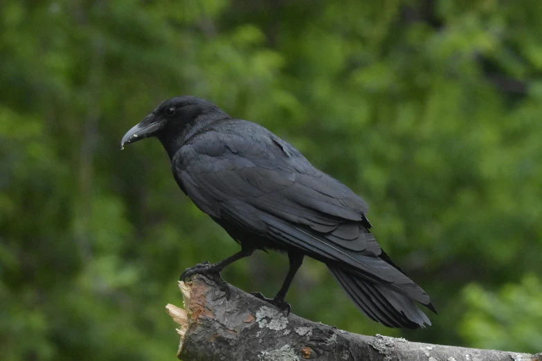 a black bird sitting on top of a tree branch, sitting on a log, haida gwaii, closeup of a crow, trending photo
