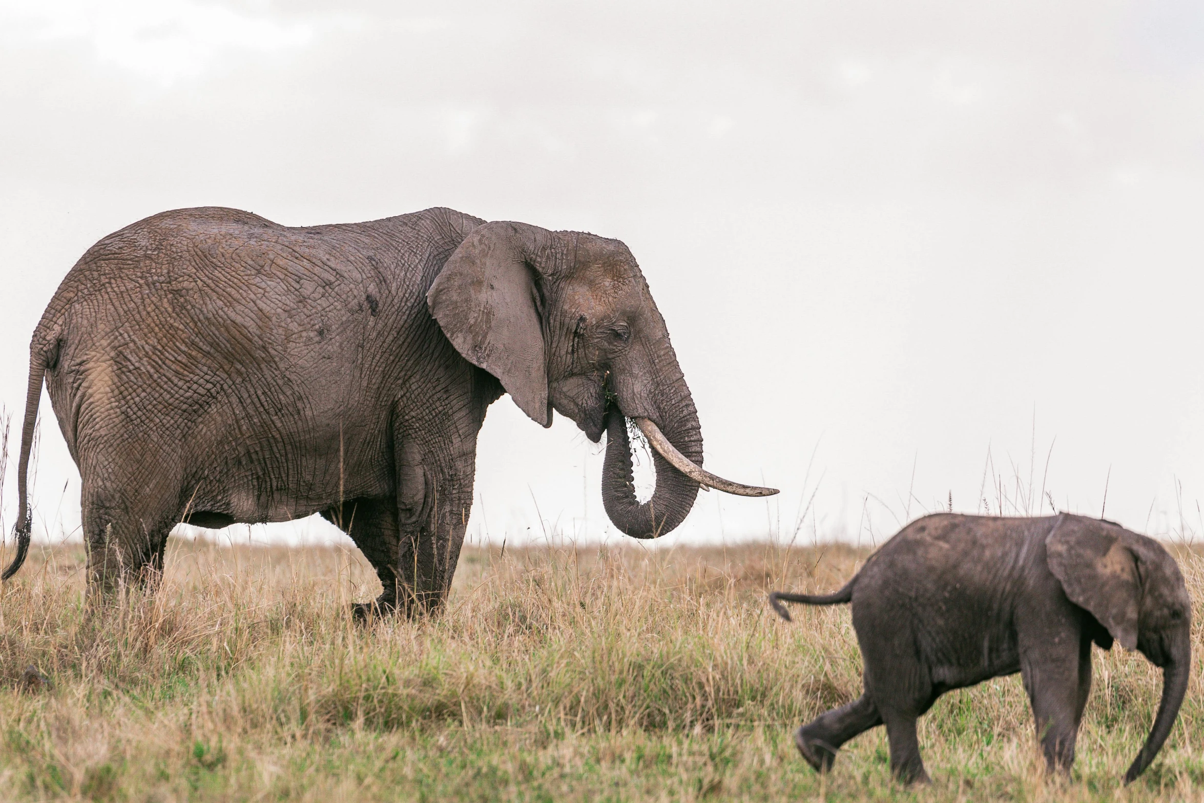 a baby elephant walking next to an adult elephant, pexels contest winner, hurufiyya, fine art print, masai, large wingspan, maternal