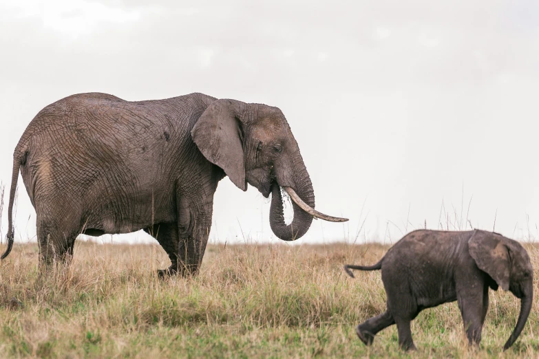a baby elephant walking next to an adult elephant, pexels contest winner, hurufiyya, fine art print, masai, large wingspan, maternal