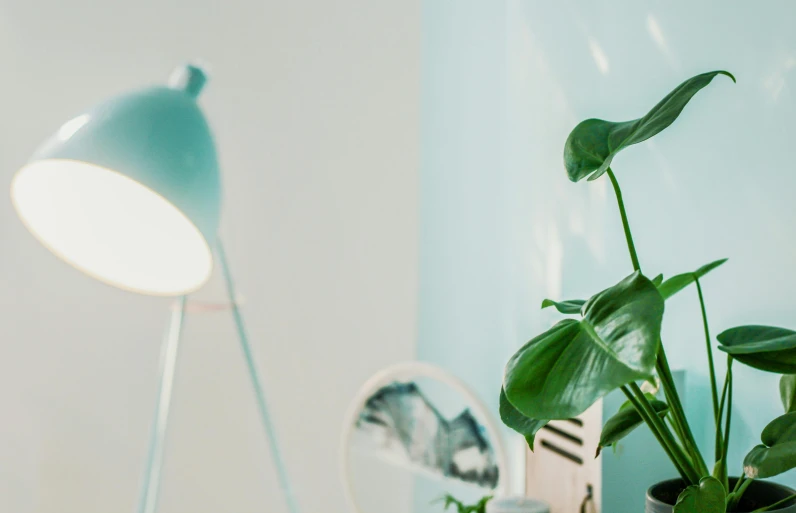 a plant sitting on top of a table next to a lamp, inspired by Elsa Bleda, pexels contest winner, pastel blue, brightly lit room, looking partly to the left, monochromatic green