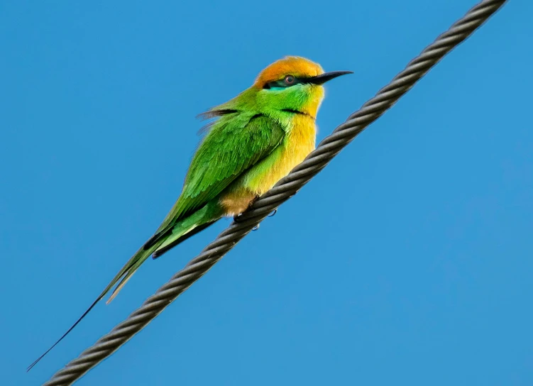 a colorful bird perched on a wire against a blue sky, a portrait, trending on pexels, hurufiyya, green and gold, iralki nadar, vibrant green, high quality upload