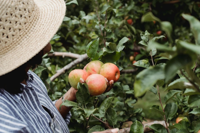 a man in a straw hat picking apples from a tree, by Jessie Algie, unsplash, portrait image, manuka, 2 5 6 x 2 5 6 pixels, background image