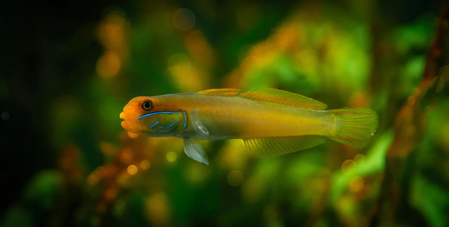 a close up of a fish in an aquarium, in front of an orange background, a thin mouth, blue and yellow fauna, shot with sony alpha 1 camera