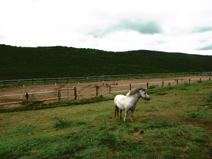 a white horse standing on top of a lush green field, of augean stables, unmistakably kenyan, jin shan, a wooden