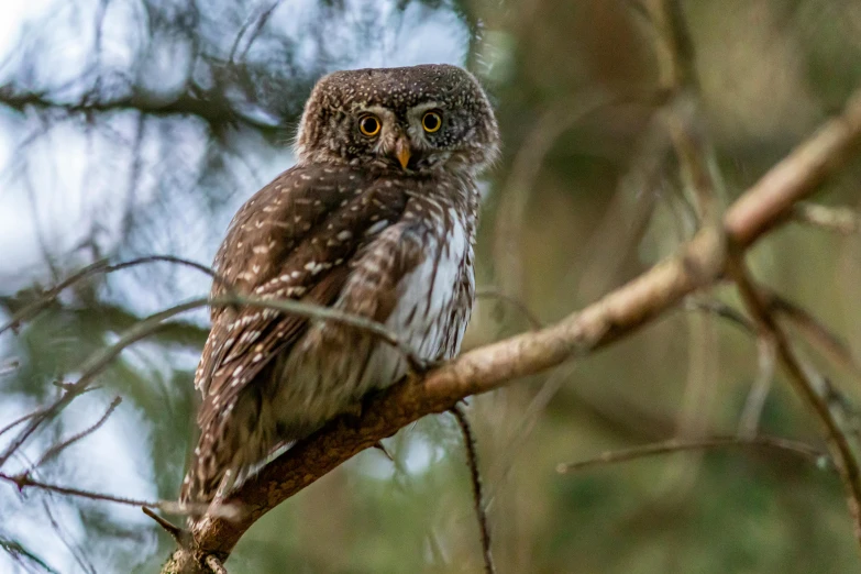 a small owl sitting on top of a tree branch, by John Gibson, pexels contest winner, hurufiyya, in front of a forest background, “ iron bark, fishing, gray