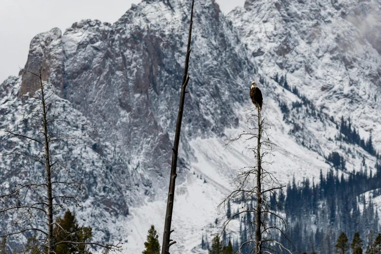 a bald eagle perched on top of a dead tree, pexels contest winner, snowy craggy sharp mountains, 2 0 2 2 photo, dolomites, wyoming