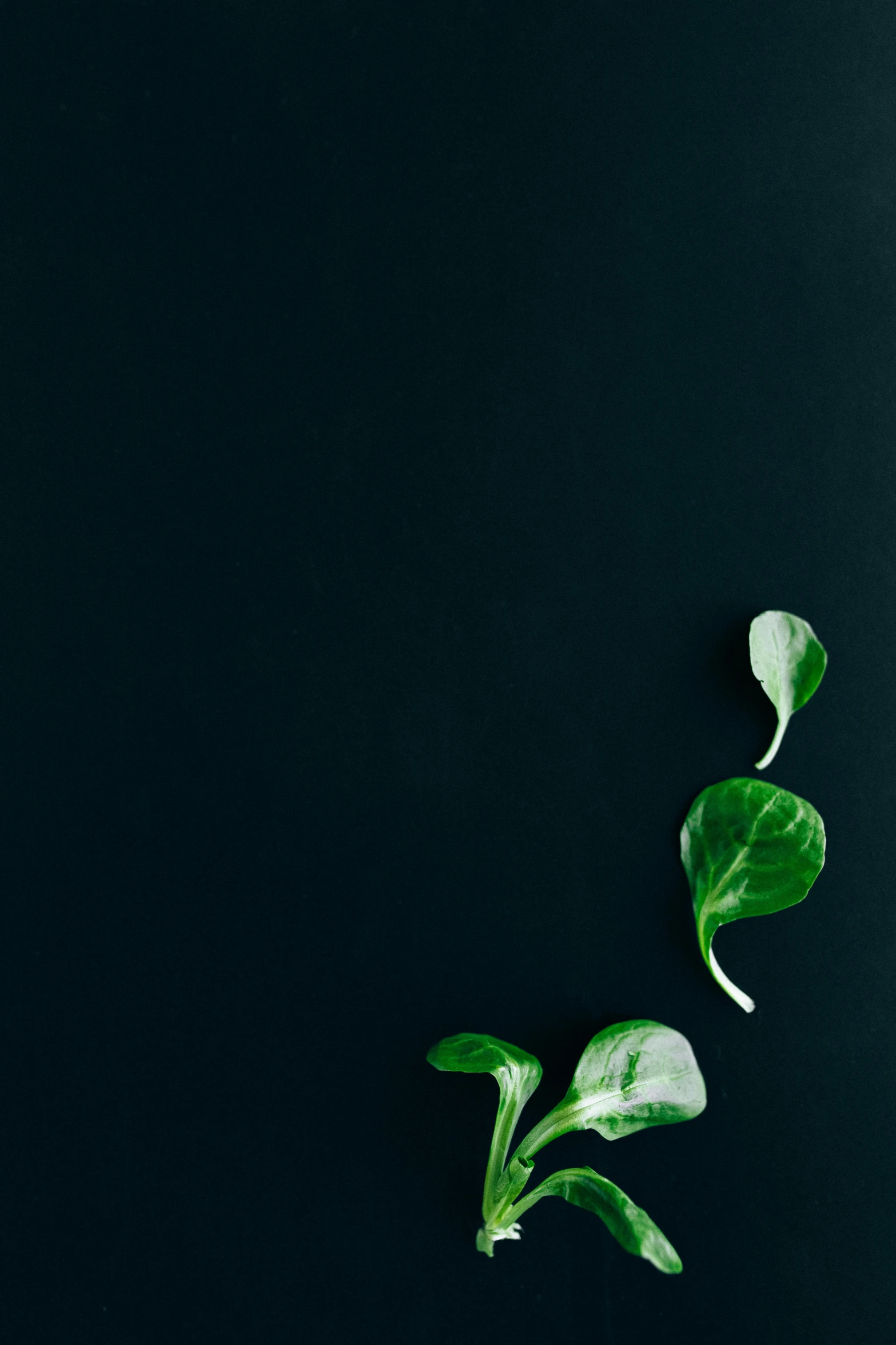 a green plant on a black background, unsplash, minimalism, flatlay, 15081959 21121991 01012000 4k, vegetable, vertical wallpaper