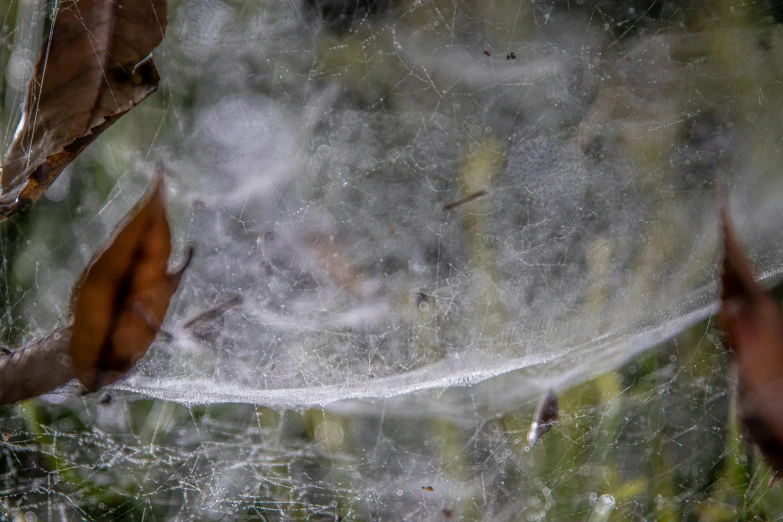 a close up of a spider web on a tree, by Daniel Lieske, fan favorite, center frame medium shot, chrysalis, male and female