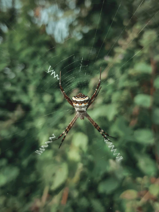 a close up of a spider on a web, pexels contest winner, hyperreal highly detailed 8 k, top down view, in a jungle, old color photograph