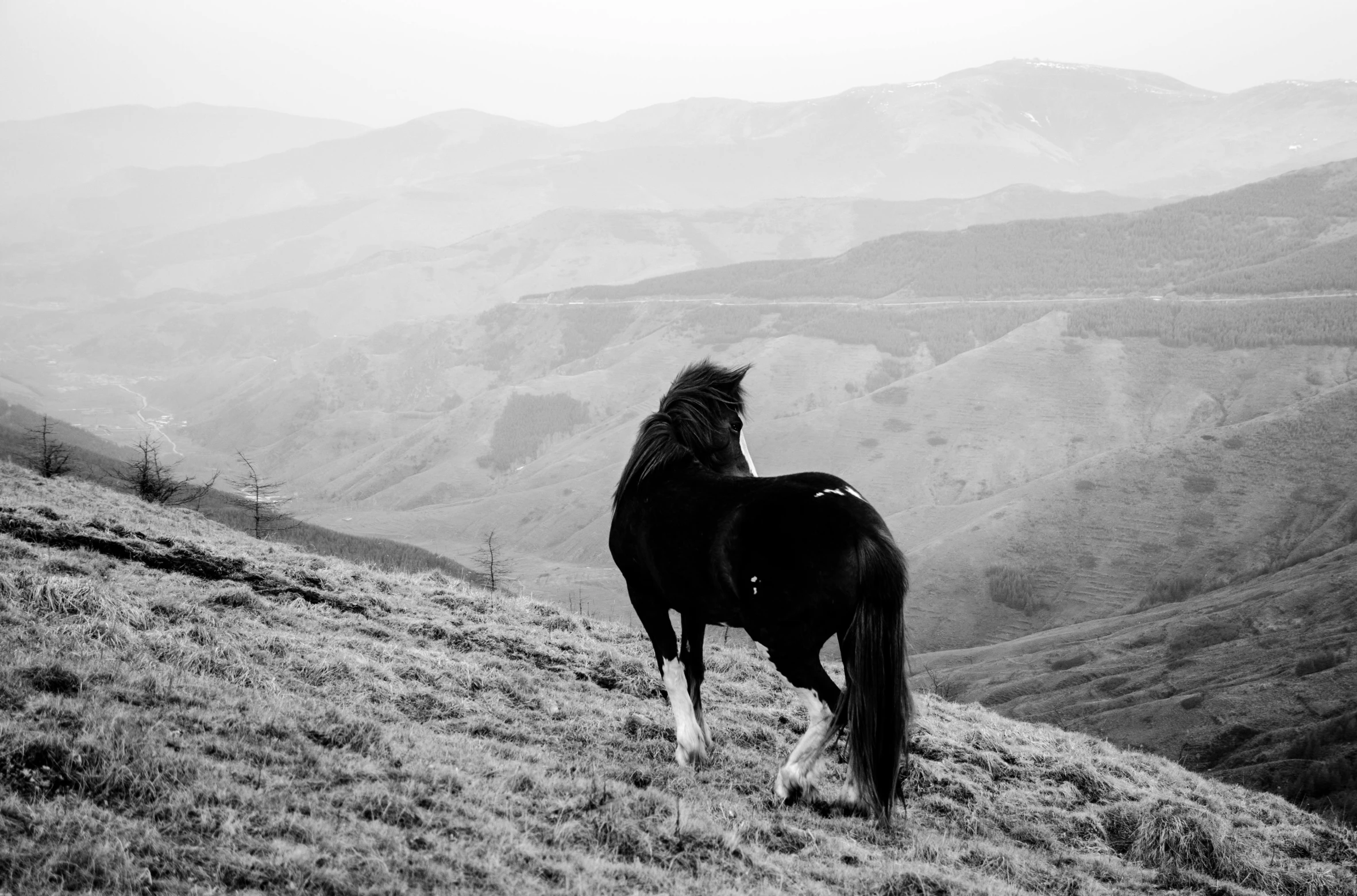 a black horse standing on top of a grass covered hillside, a black and white photo, pexels contest winner, baroque, with his back turned, 15081959 21121991 01012000 4k, windy mane, in a mountain valley