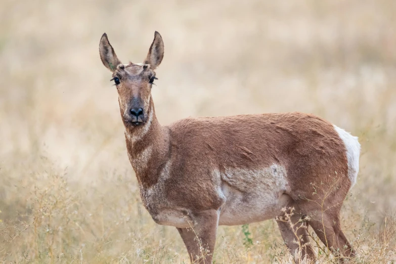 a deer that is standing in the grass, mongolia, sharp focus »