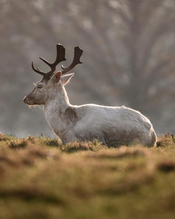 a deer that is laying down in the grass, by Jesper Knudsen, pexels contest winner, dressed in a beautiful white, beautiful soft light, sitting on a curly branch, the pictish god of stags