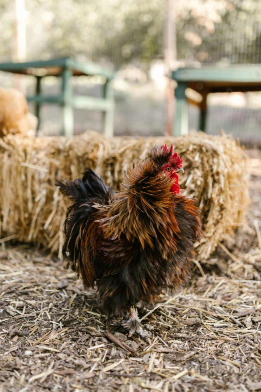 a rooster standing next to a pile of hay, a portrait, unsplash, jen atkin, high quality photo, lion's mane, shows a leg