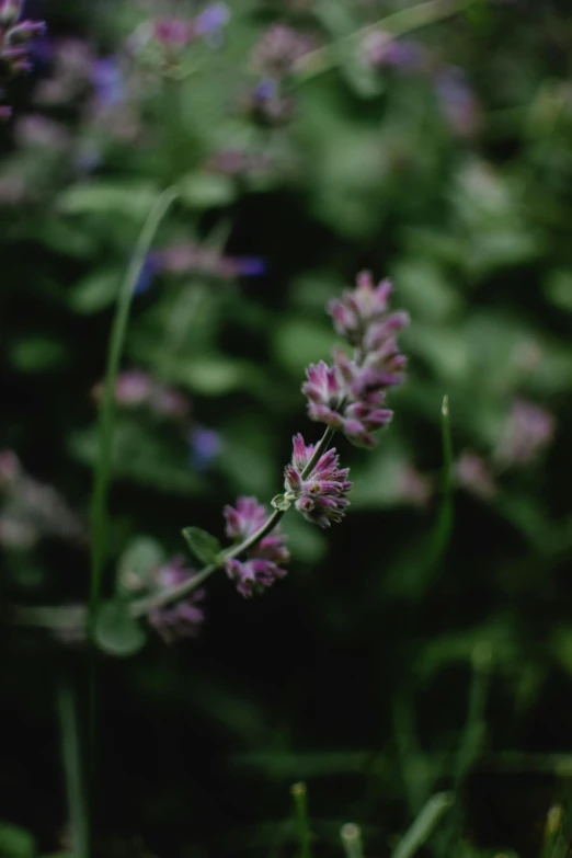 a purple flower sitting on top of a lush green field, by Jacob Toorenvliet, medium format. soft light, herbs, blurry image, basil