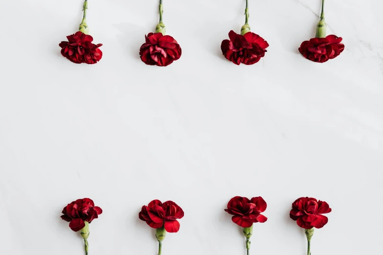 red carnations arranged in a circle on a marble surface, trending on pexels, background image, red velvet furniture, in a row, roses