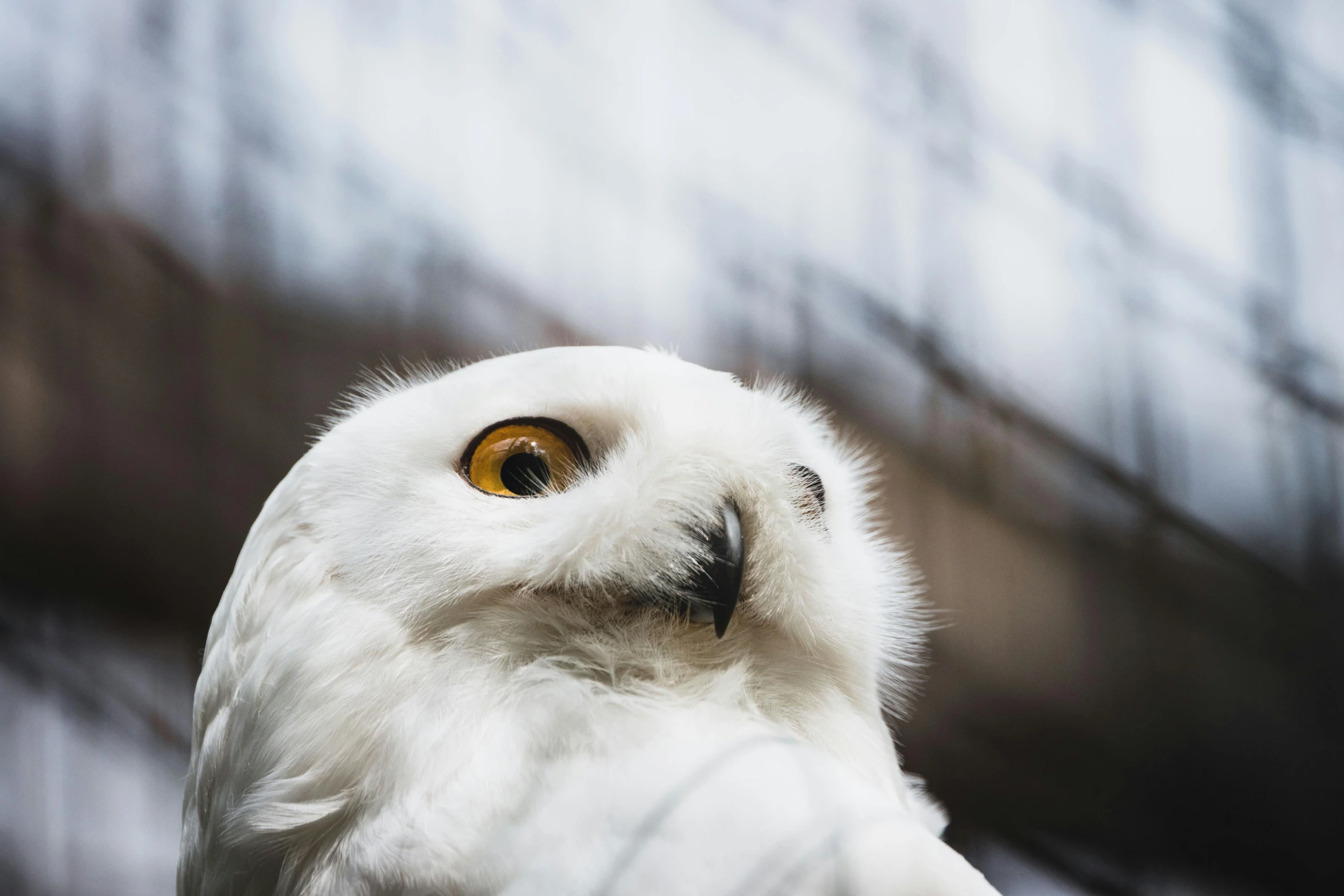 a white owl sitting on top of a tree branch, a portrait, pexels contest winner, hurufiyya, 🦩🪐🐞👩🏻🦳, electric cats that fly over ice, perched on a skyscraper, closeup of the face