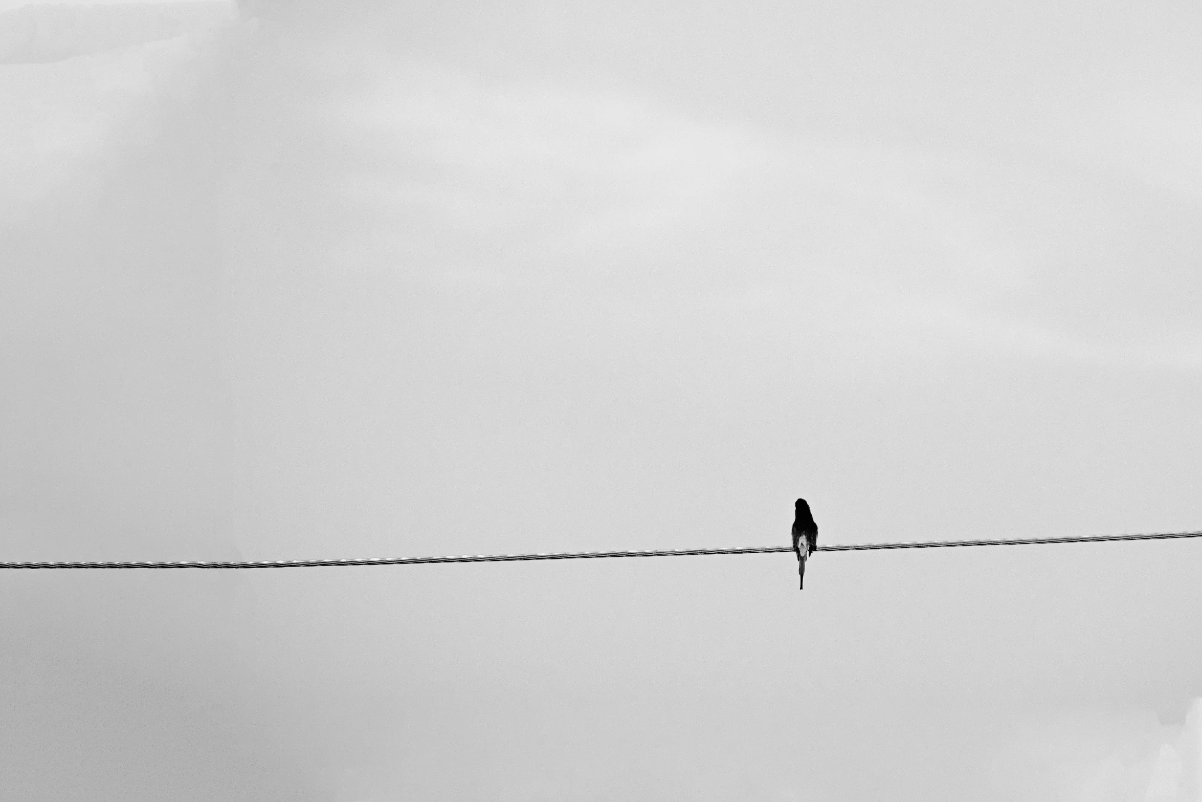 a black and white photo of a bird sitting on a wire, unsplash, minimalism, single figure, blank, anna nikonova, lonely human walking