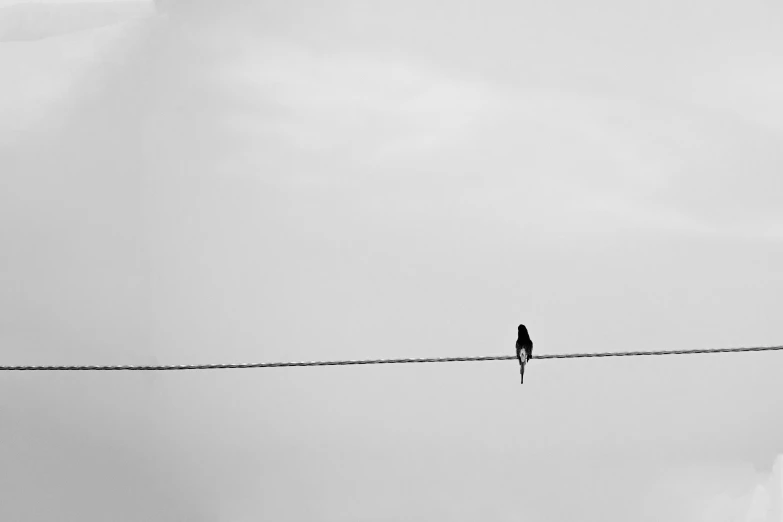 a black and white photo of a bird sitting on a wire, unsplash, minimalism, single figure, blank, anna nikonova, lonely human walking