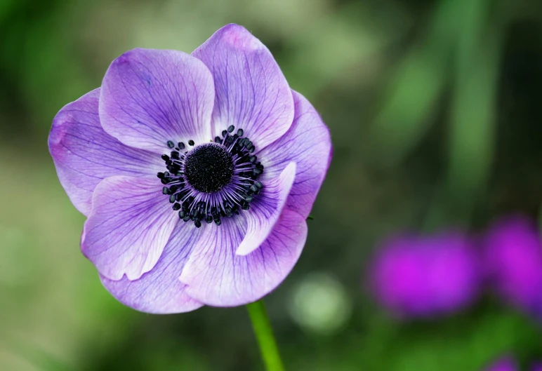 a close up of a purple flower with purple flowers in the background, anemones, fan favorite, aged 2 5, multicoloured