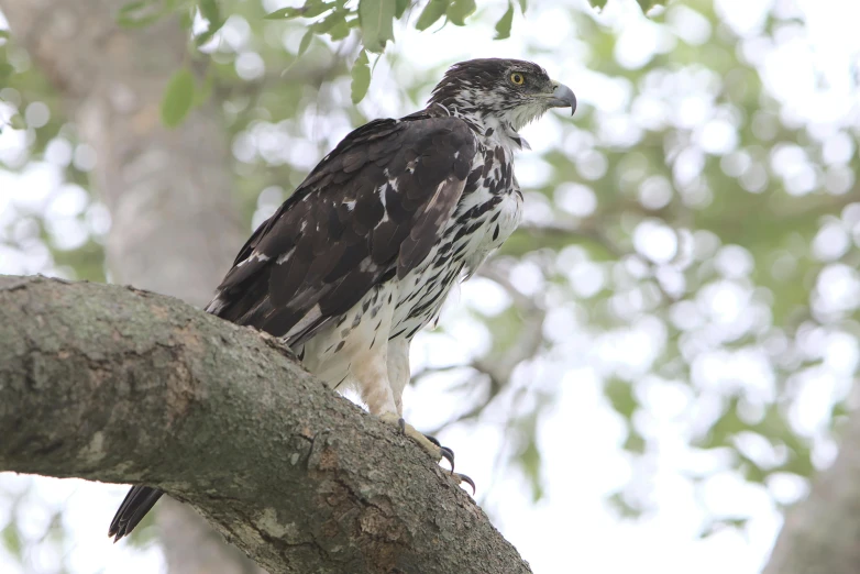 a bird sitting on top of a tree branch, pexels, hurufiyya, raptors, immature, mid 2 0's female, hawk