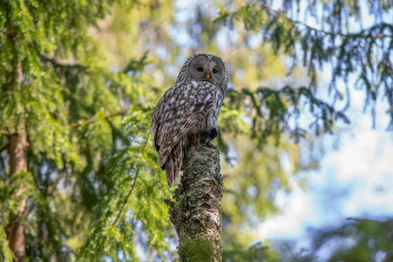 a large owl sitting on top of a tree branch, by Jaakko Mattila, pexels contest winner, grey, 🦩🪐🐞👩🏻🦳, vacation photo, slide show