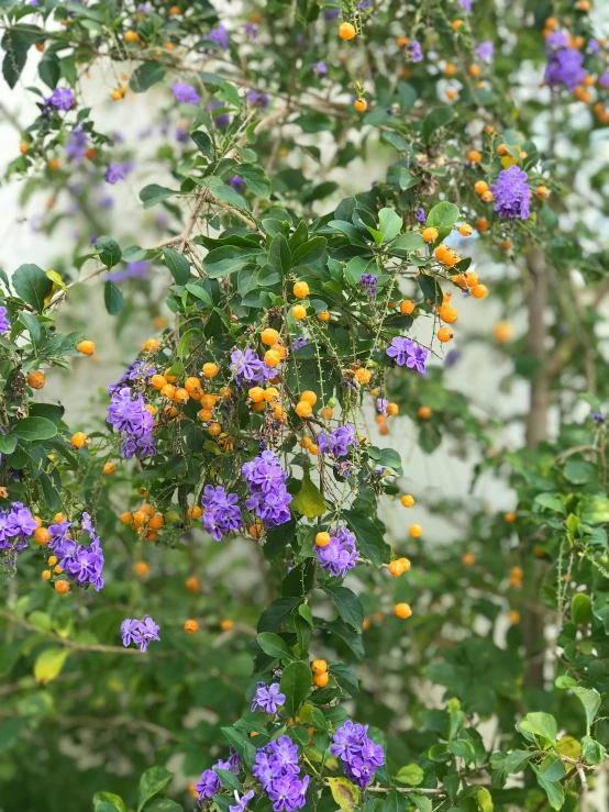 a bush full of purple and orange flowers, arabesque, fruit and flowers, vibrant but dreary gold, hanging vines, fan favorite