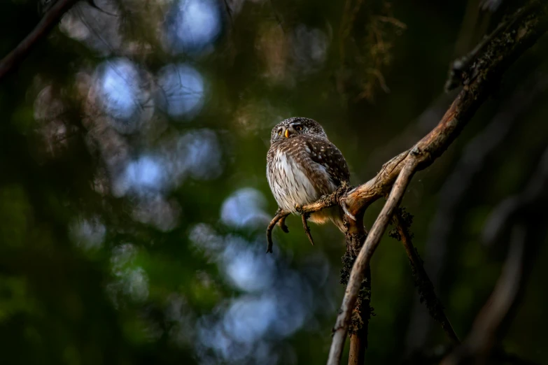 a small bird sitting on top of a tree branch, a portrait, pexels contest winner, very very small owl, paul barson, in deep forest hungle, off camera flash