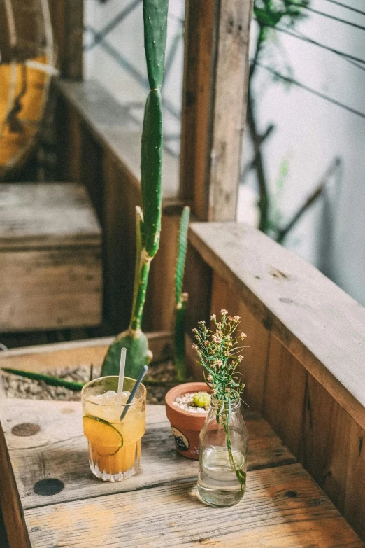 a potted plant sitting on top of a wooden table, cold drinks, yellow and greens, cactus adjacent, jakarta