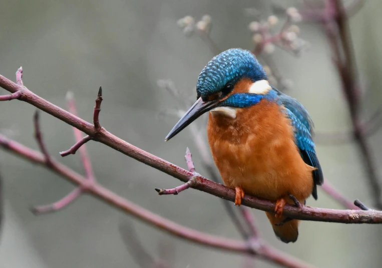 a blue and orange bird sitting on top of a tree branch, pexels contest winner, renaissance, teals, highly detailed photo 4k, fishing, manuka