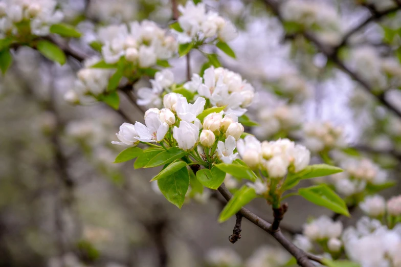 a close up of a tree with white flowers, by Gwen Barnard, unsplash, 1 6 x 1 6, shot on sony a 7 iii, multicoloured, apple