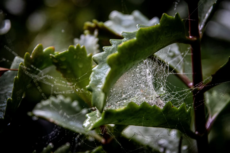 a close up of a spider web on a leaf, by Mandy Jurgens, fan favorite, slime mold, color ( sony a 7 r iv, ilustration