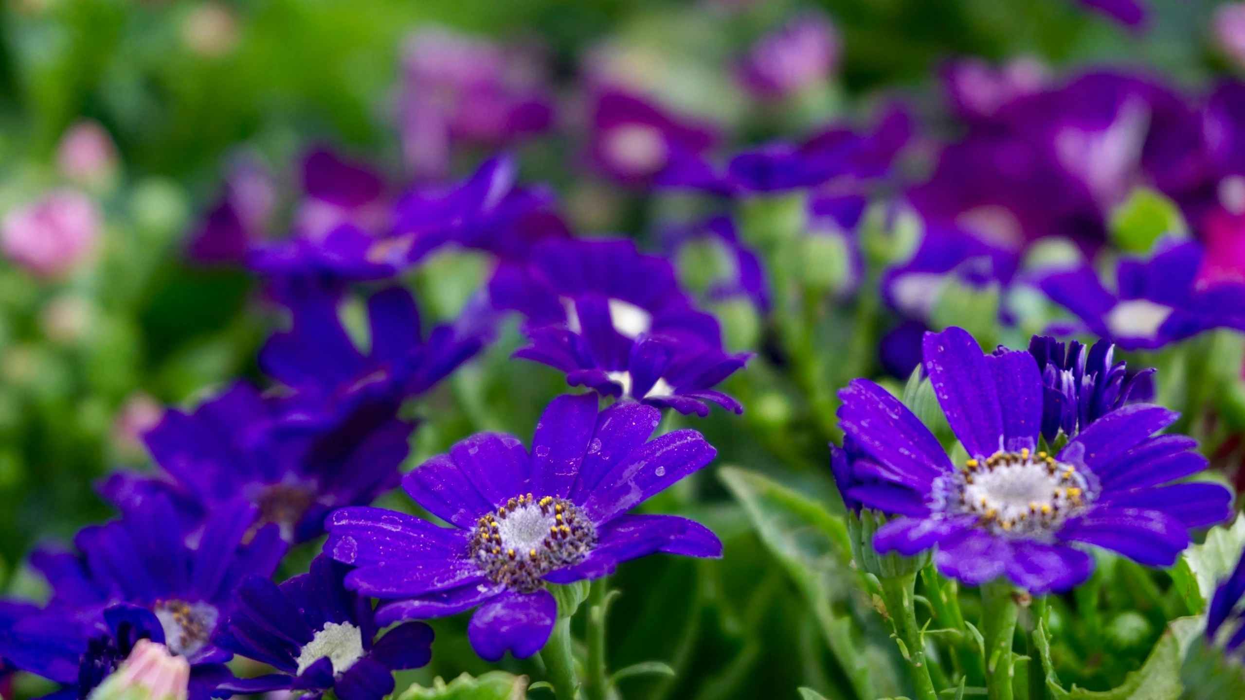 a group of purple flowers sitting on top of a lush green field, kobalt blue, avatar image, closeup photo