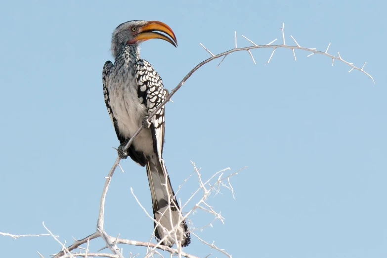 a bird sitting on top of a tree branch, by Peter Churcher, pexels contest winner, hurufiyya, big beak, bright sky, ornamented, albino