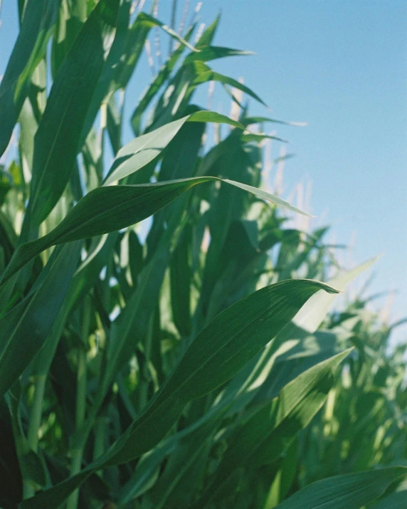 a field of corn with a blue sky in the background, an album cover, unsplash, vegetable foliage, grainy footage, green flags, tall thin