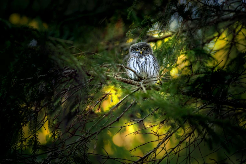 an owl sitting on top of a tree branch, by Jesper Knudsen, pexels contest winner, hurufiyya, hidden in the forest, fine art print, high-angle, small